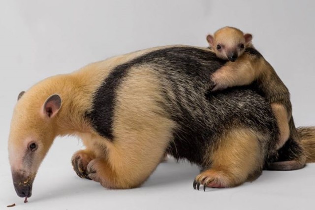 Baby Anteater Born at Staten Island Zoo