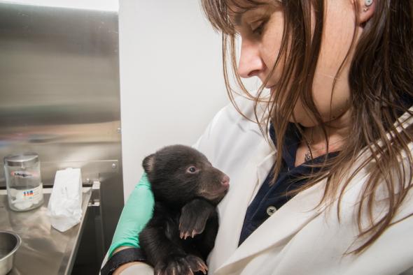 Black Bear Cub at Oregon Zoo