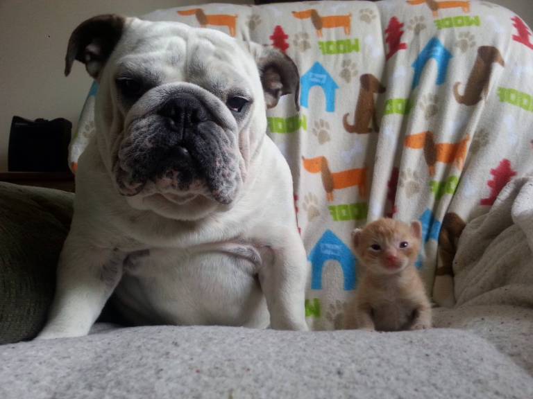 Hammie and Kitten