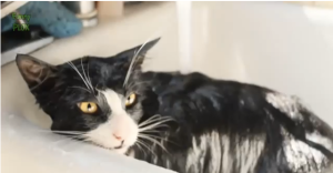 Cat in Bath