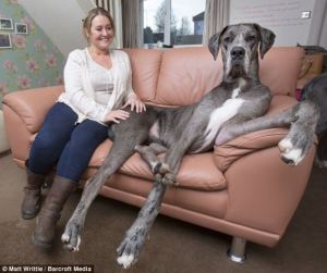 Freddie the Great Dane on Sofa with Claire