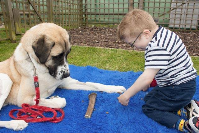 Haatchi and Little B, A Very Special Bond Between A Disabled Boy and ...