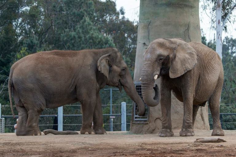 Mila the African Elephant and Mary the Matriarch