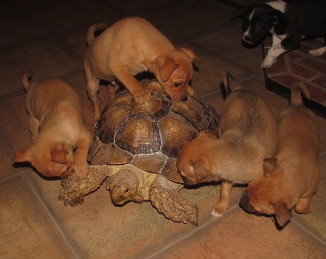Pups and Tortoise