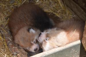 Red Panda twins at Aukland Zoo