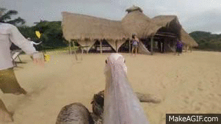 Teaching a Pelican to Fly