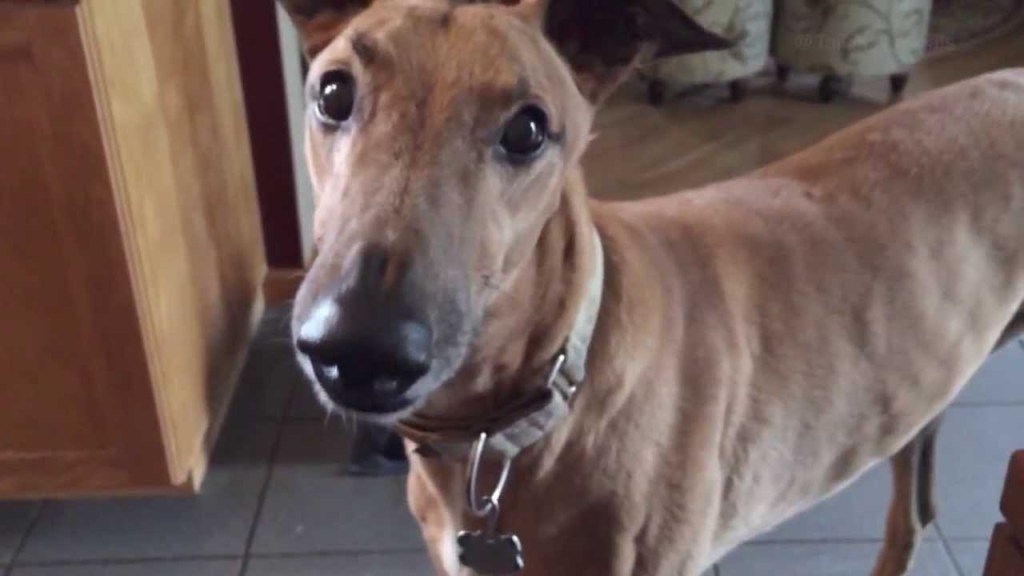 Barking Dog Dubbed With Sound of Revving Chainsaw