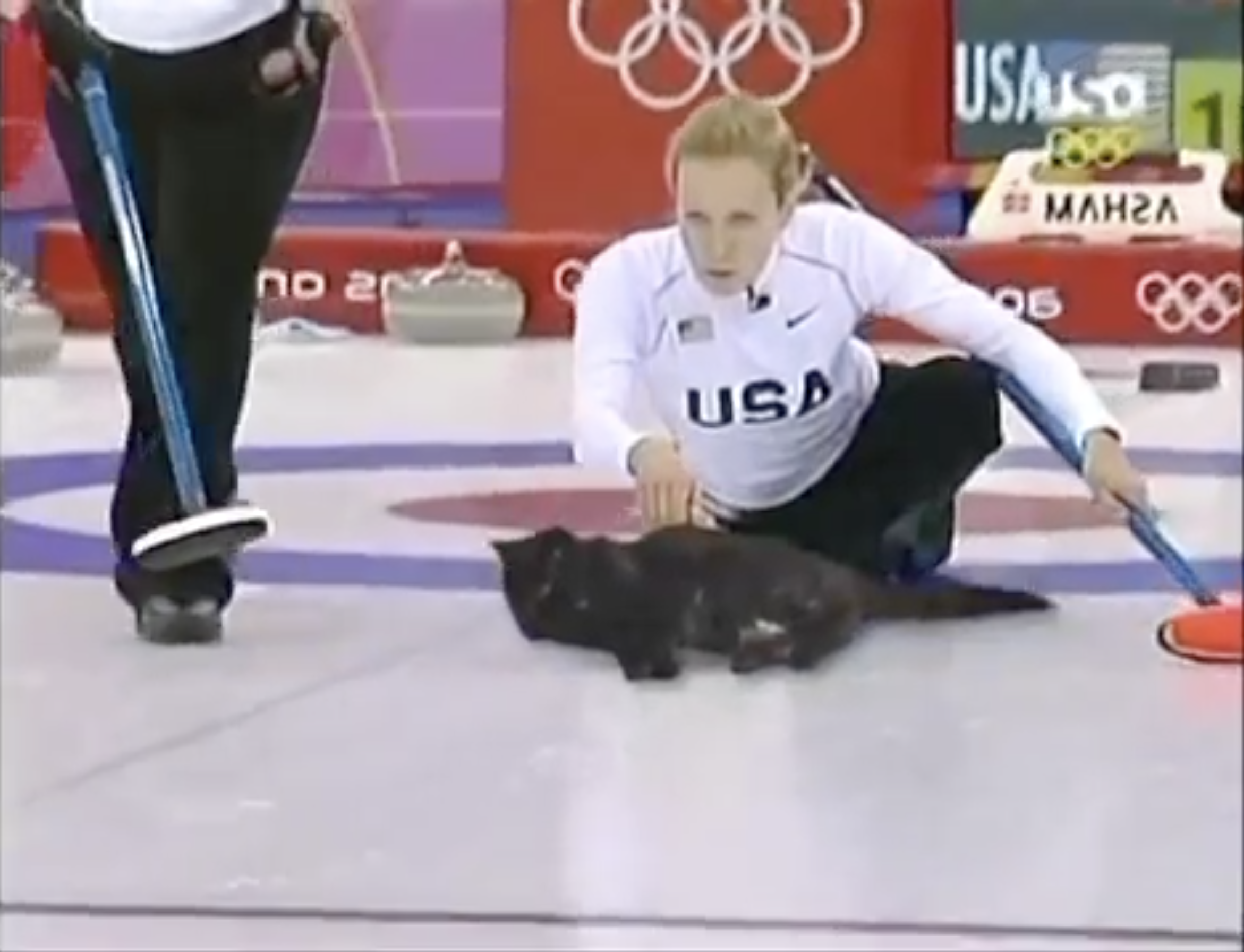 Cat Curling at the Winter Olympics