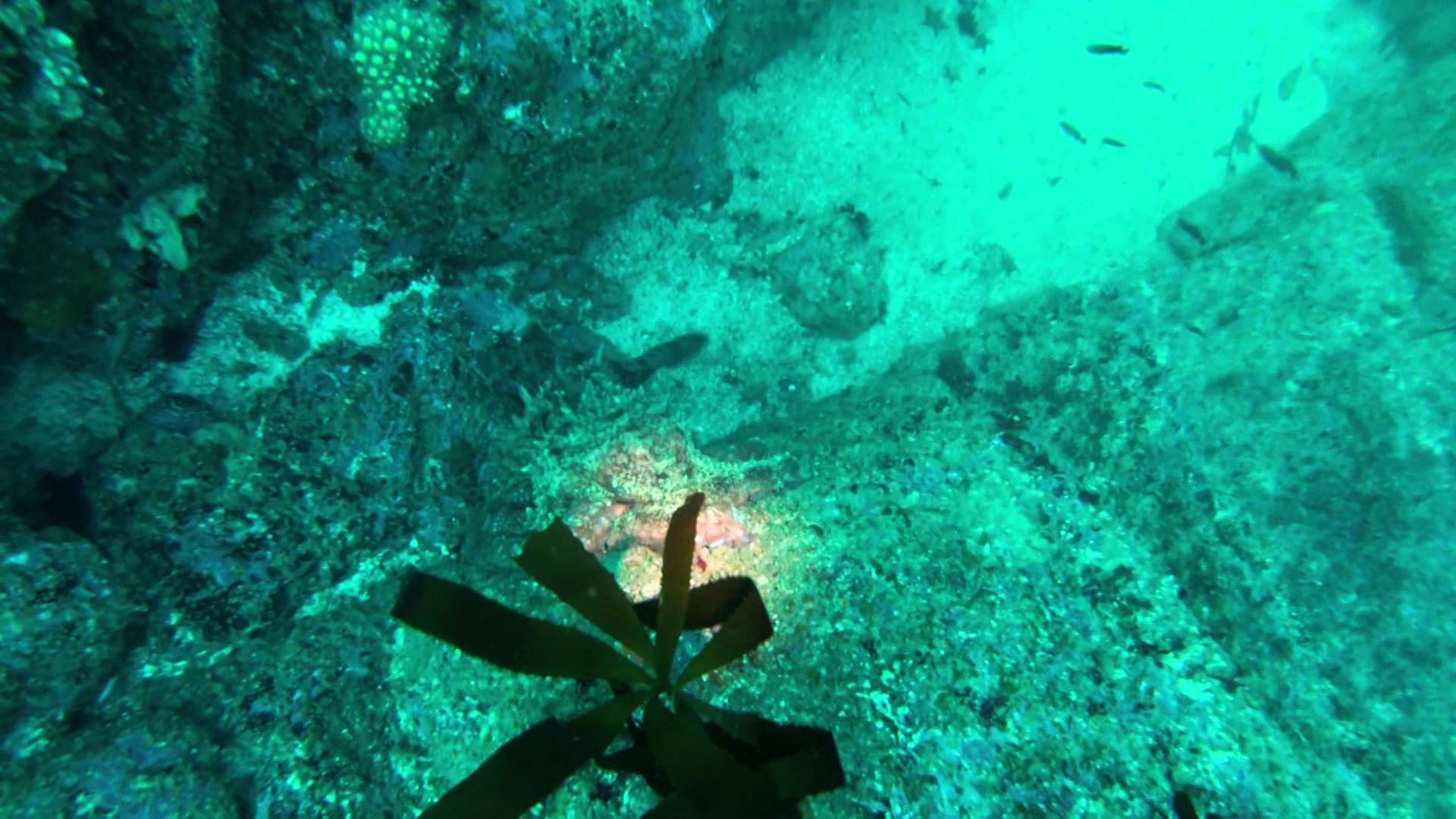 Curious Octopus Caught on Video Grabbing Diver's Camera