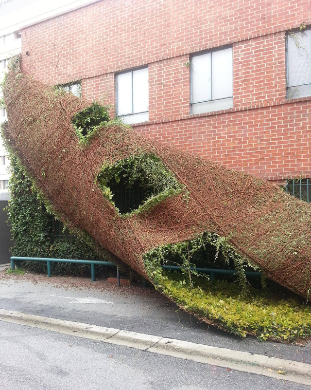 Building Shedding a Climbing Plant