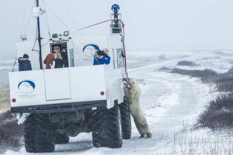Google Maps Polar Bear Trekker