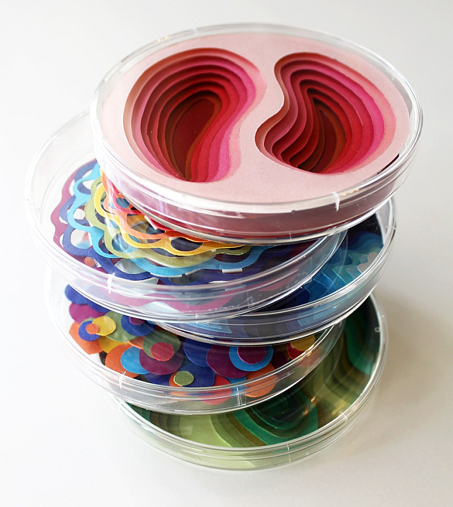Petri Dishes by Jared Andrew Schorr