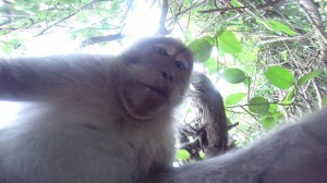 Monkey Steals GoPro