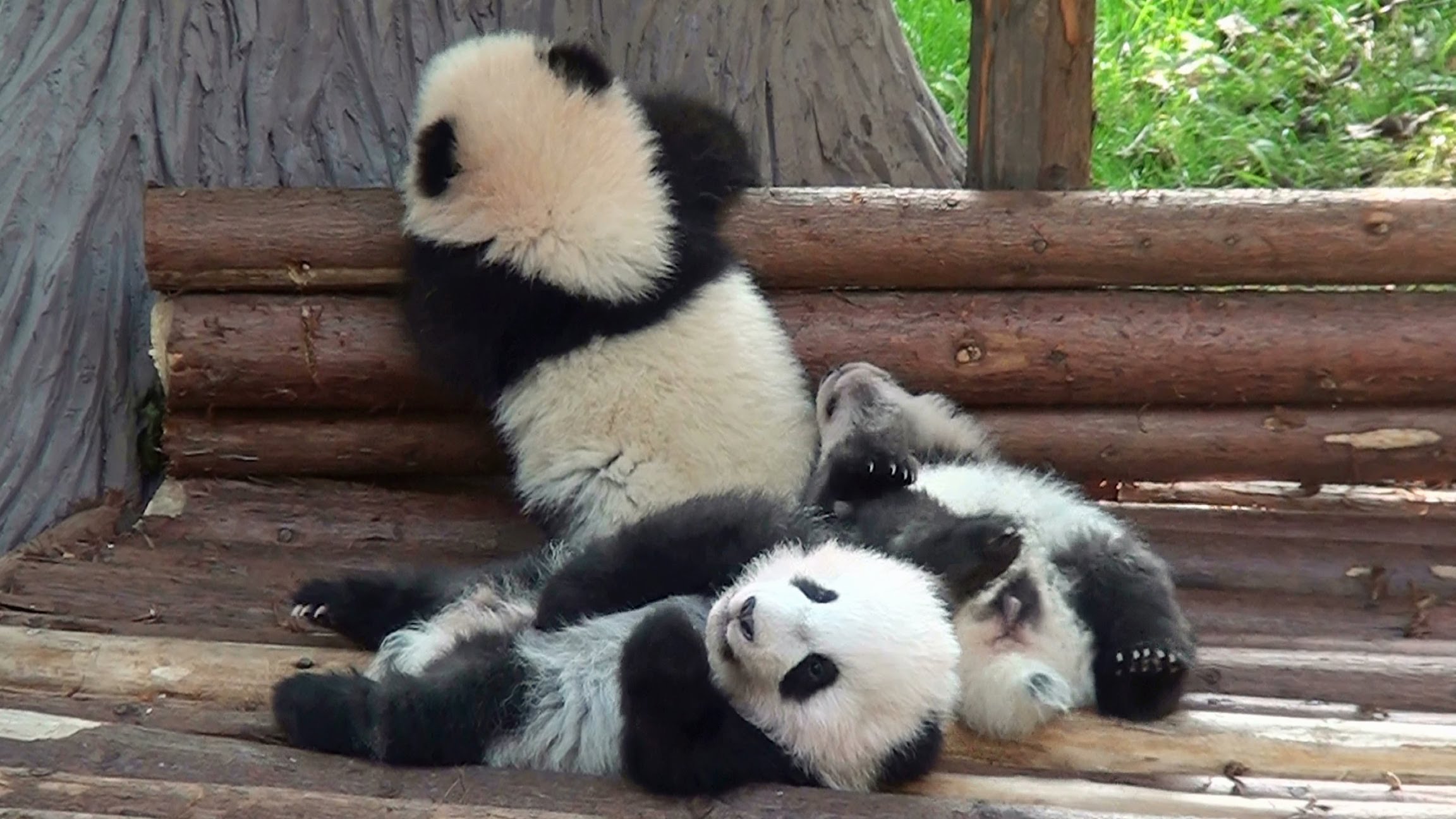 Three Insanely Cute Panda Cubs Crawl and Tumble Over Each Other in Chengdu, China