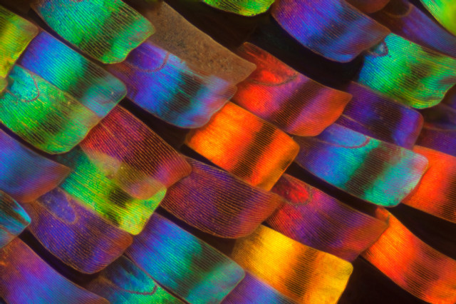 Macro Photos of Butterfly Wings