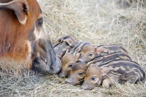 African Red River Hogs Piglets With Mother