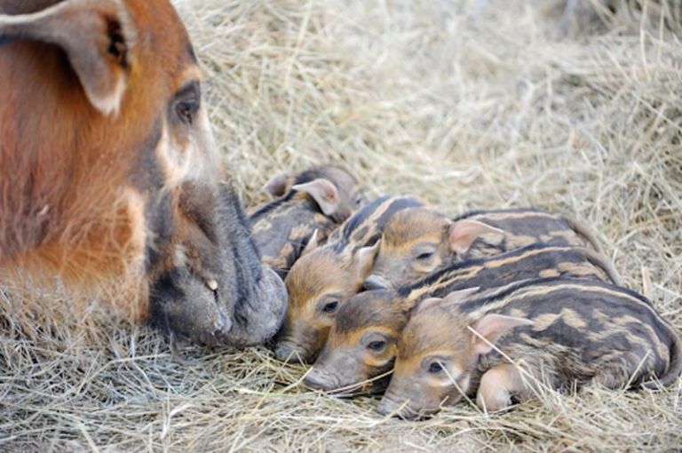 African Red River Hogs Piglets With Mother