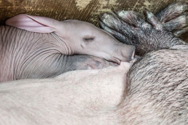 Baby Aardvark Sleeping