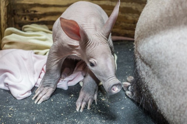 Baby Aardvark Snout