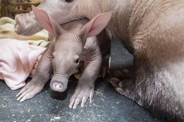 Baby Aardvark With Mama