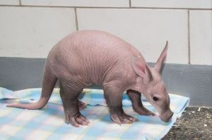 Baby Aardvark on Blanket
