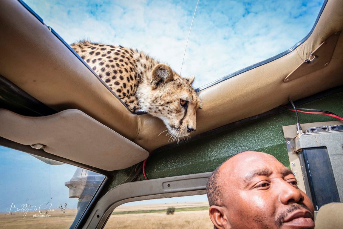 Cheetah and Safari Guide