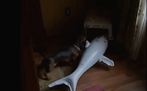Dachshund and Shark