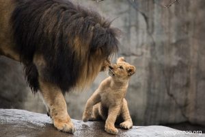 Father Lion Sniffs Cub