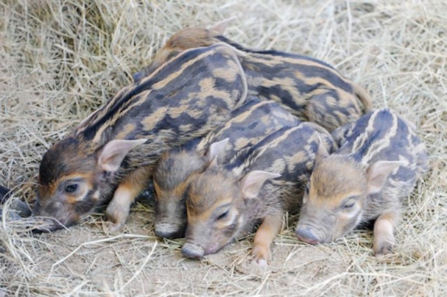 Five African Red River Hog Piglets Born at Zoo Miami