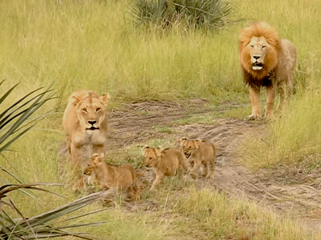 Lion and his cubs roaring