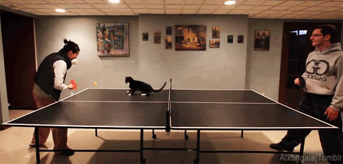 Oreo the Cat Playing Ping Pong