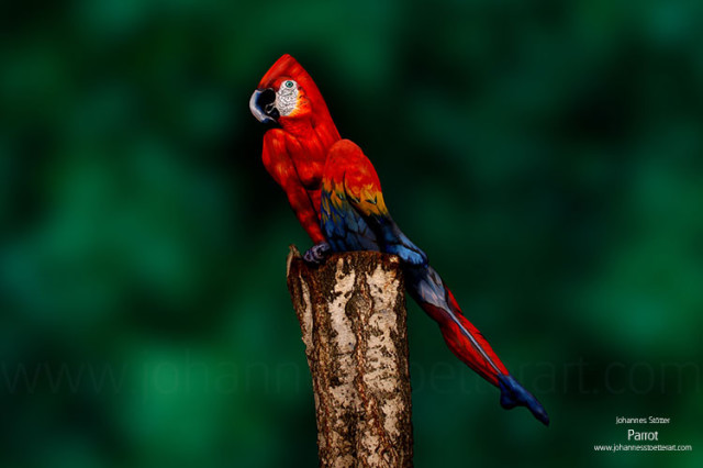 Parrot by Johannes Stötter