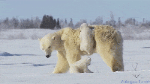 Polar Mama With Cubs