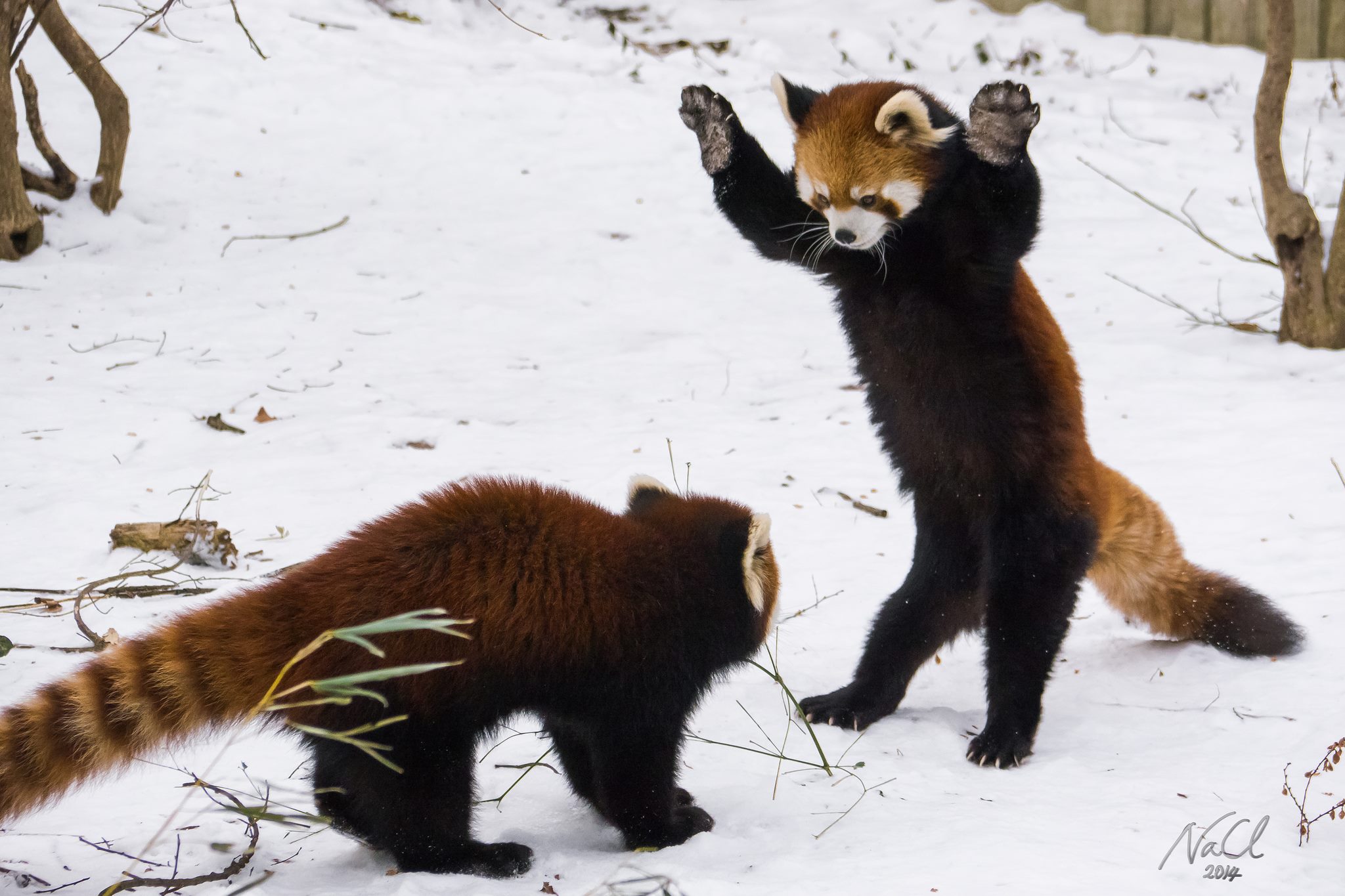 two-chinese-red-pandas-play-in-the-snow-at-the-cincinnati-zoo-botanical-garden