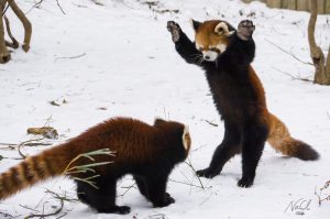 Red Pandas In the Snow