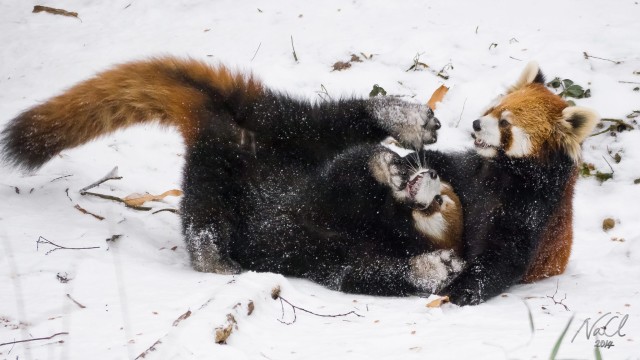 Red Pandas Play In Snow