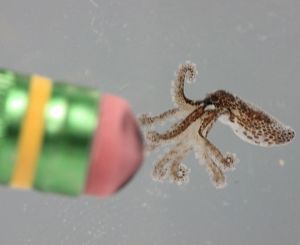 Tiny Octopus vs Pencil