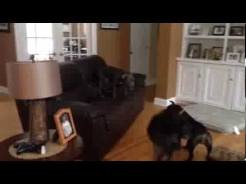 Dog Jumps From Couch To Couch, Gaining Some Serious Air