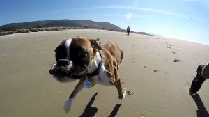 Duncan Lou Who The Incredible Two-Legged Dog Goes To The Beach For First Time