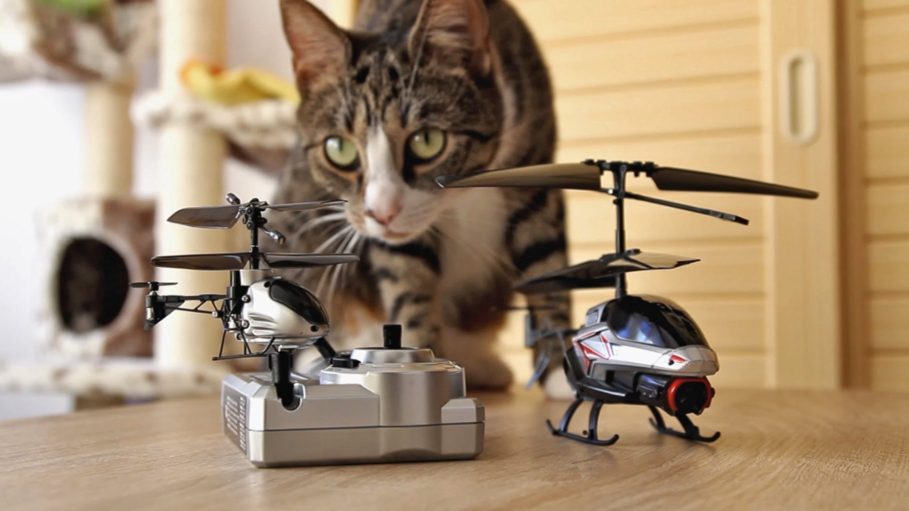 Кошачья квадробика. Кошка квадрокоптер. Кот вертолет. Квадрокоптер из кошки. Смешной квадрокоптер.
