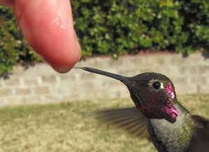 Man Feeds Hummingbirds from His Hand