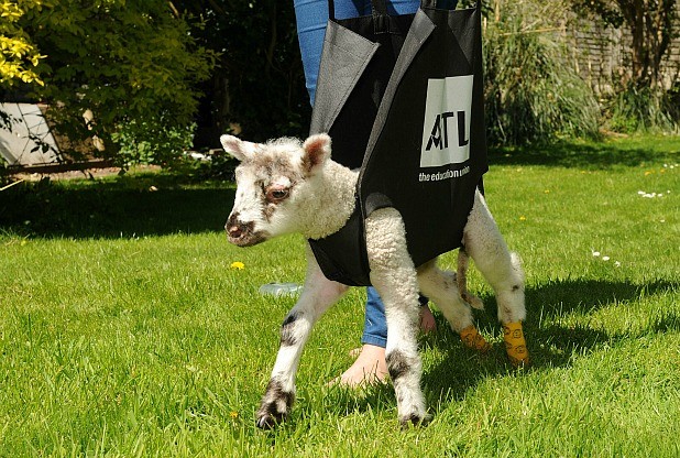 Bouncer Going for Walk