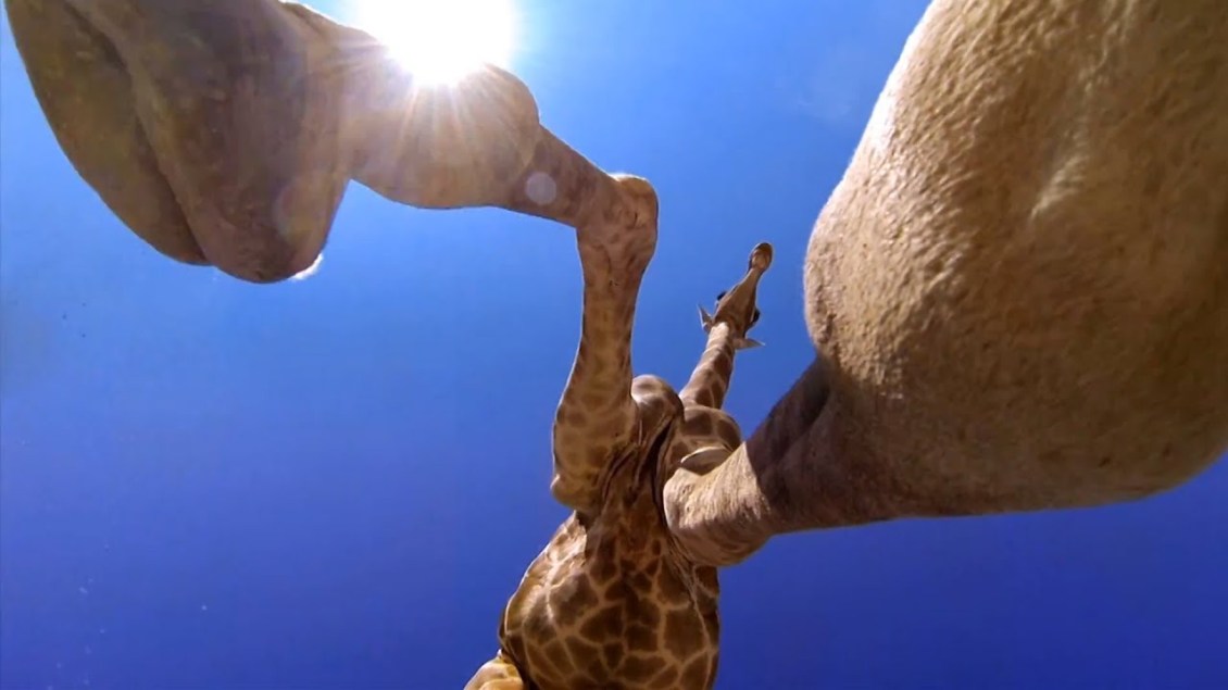 Giraffe GoPro