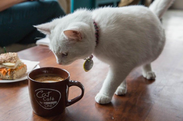 「NY Cat cafe」の画像検索結果
