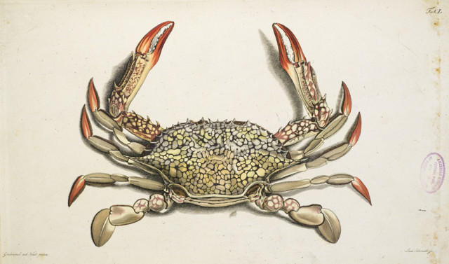 American Museum of Natural History Crab