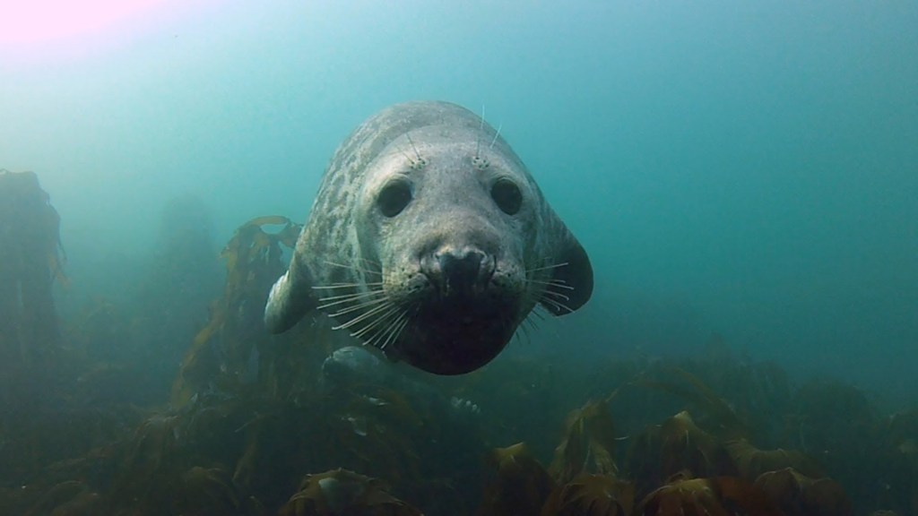 Harbor Seals Get Friendly With SCUBA Diving Photographer