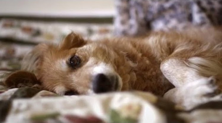 Max the Dog Detects Breast Cancer In His Human When Traditional Tests ...