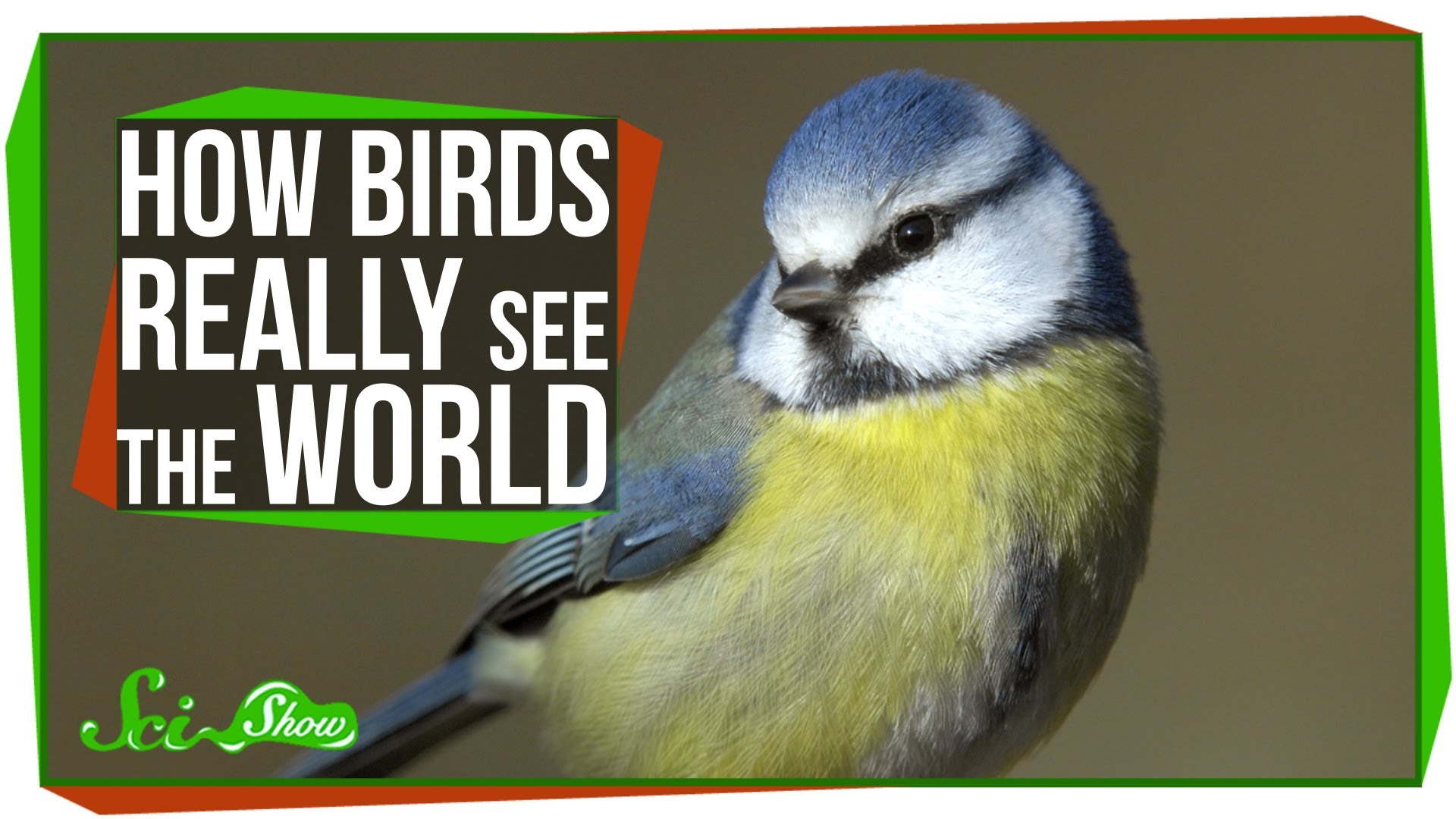 SciShow Explains How Birds Really See the World