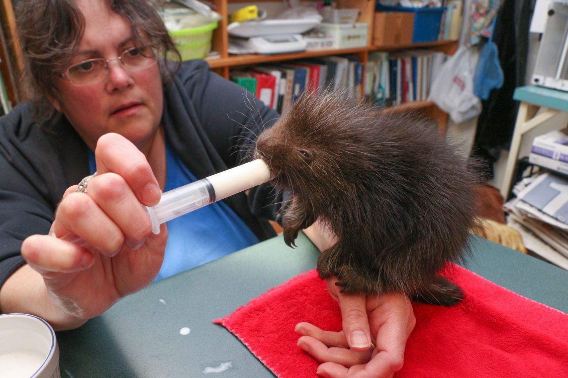 Porcupine Syringe Feeding