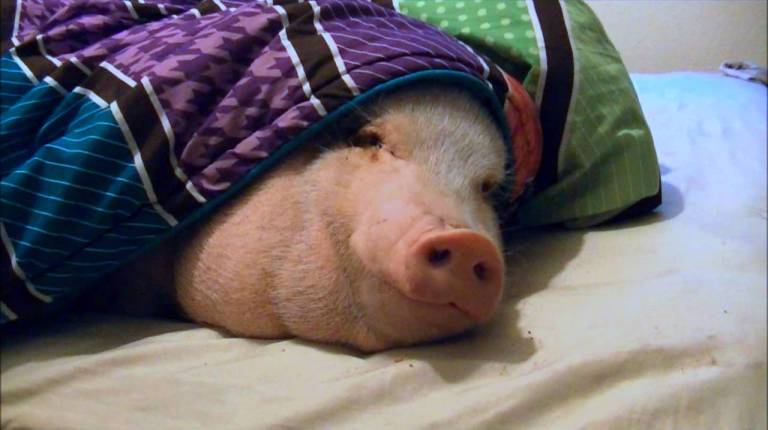 Sleeping Pig